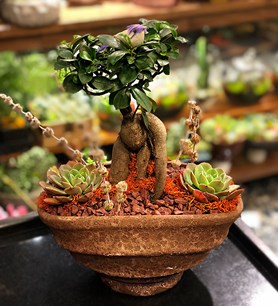 Bonsai gönder, aynı gün teslim çiçek, doğum günü çiçek