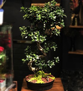 Bonsai gönder, aynı gün teslim çiçek, doğum günü çiçek